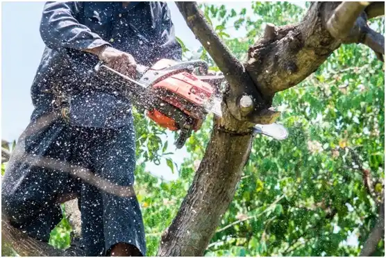 tree services Ponder